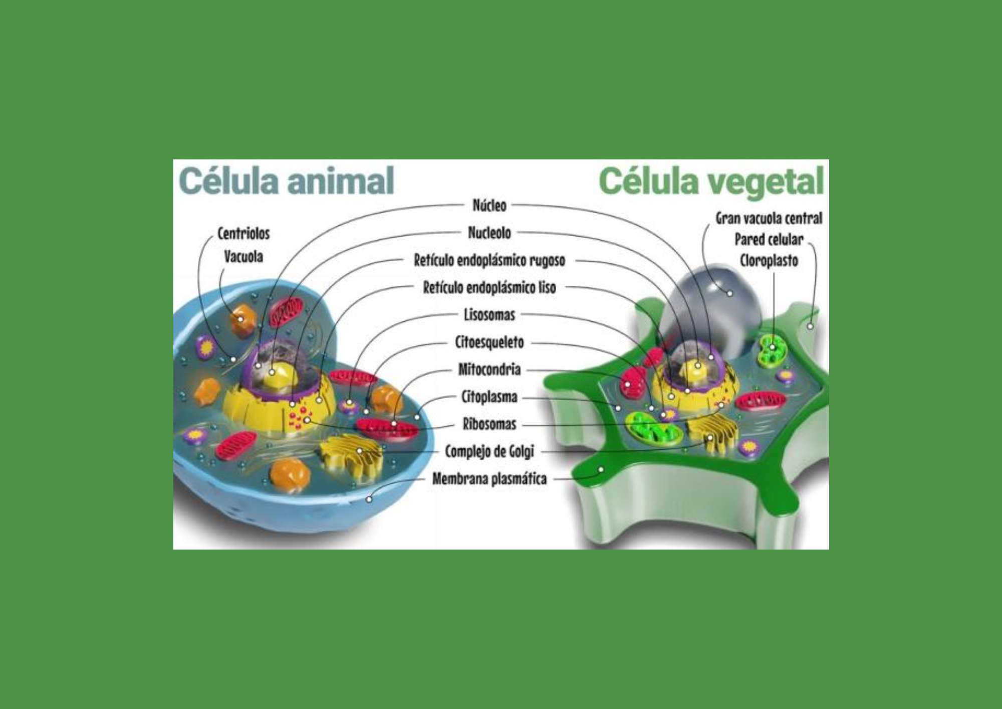 célula animal vs célula vegetal bajo microscopio